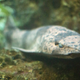 Una de las especies de tiburón estudiadas, reposando en un acuario.